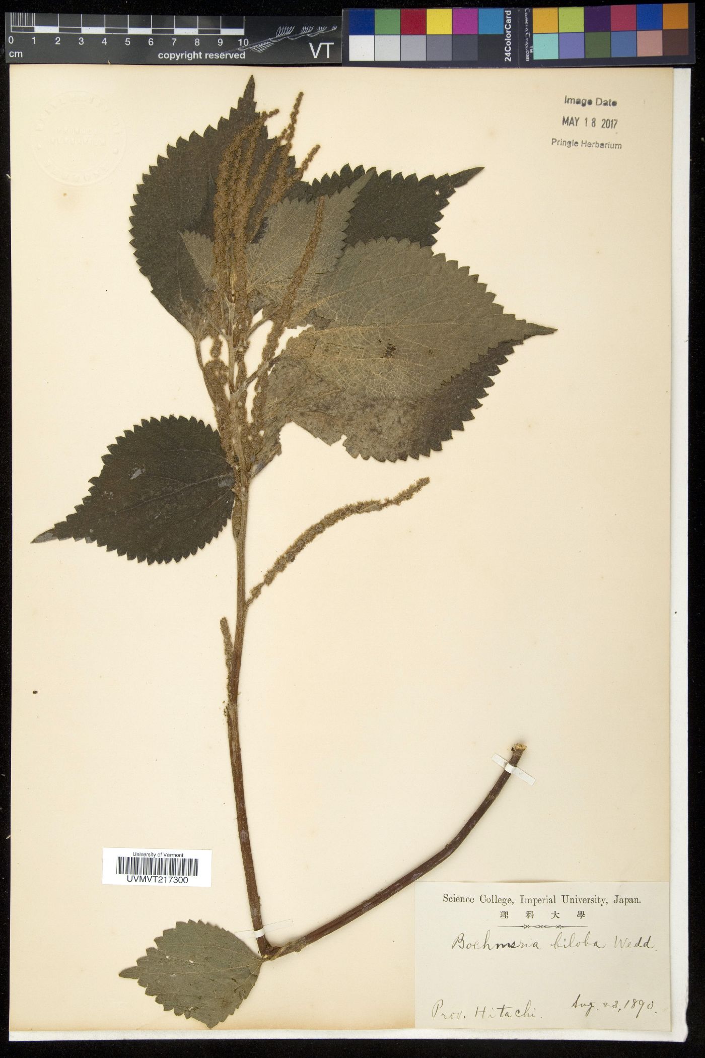 Boehmeria biloba image
