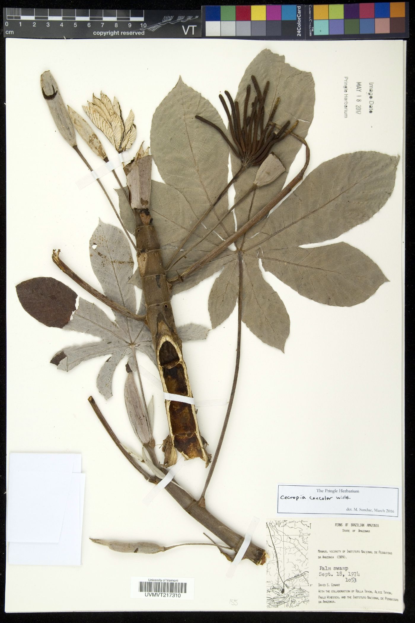 Cecropia concolor image