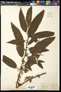 Image Associated With the Occurence