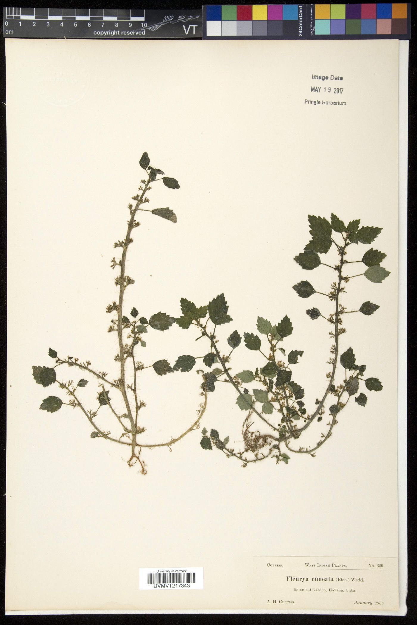 Fleurya image