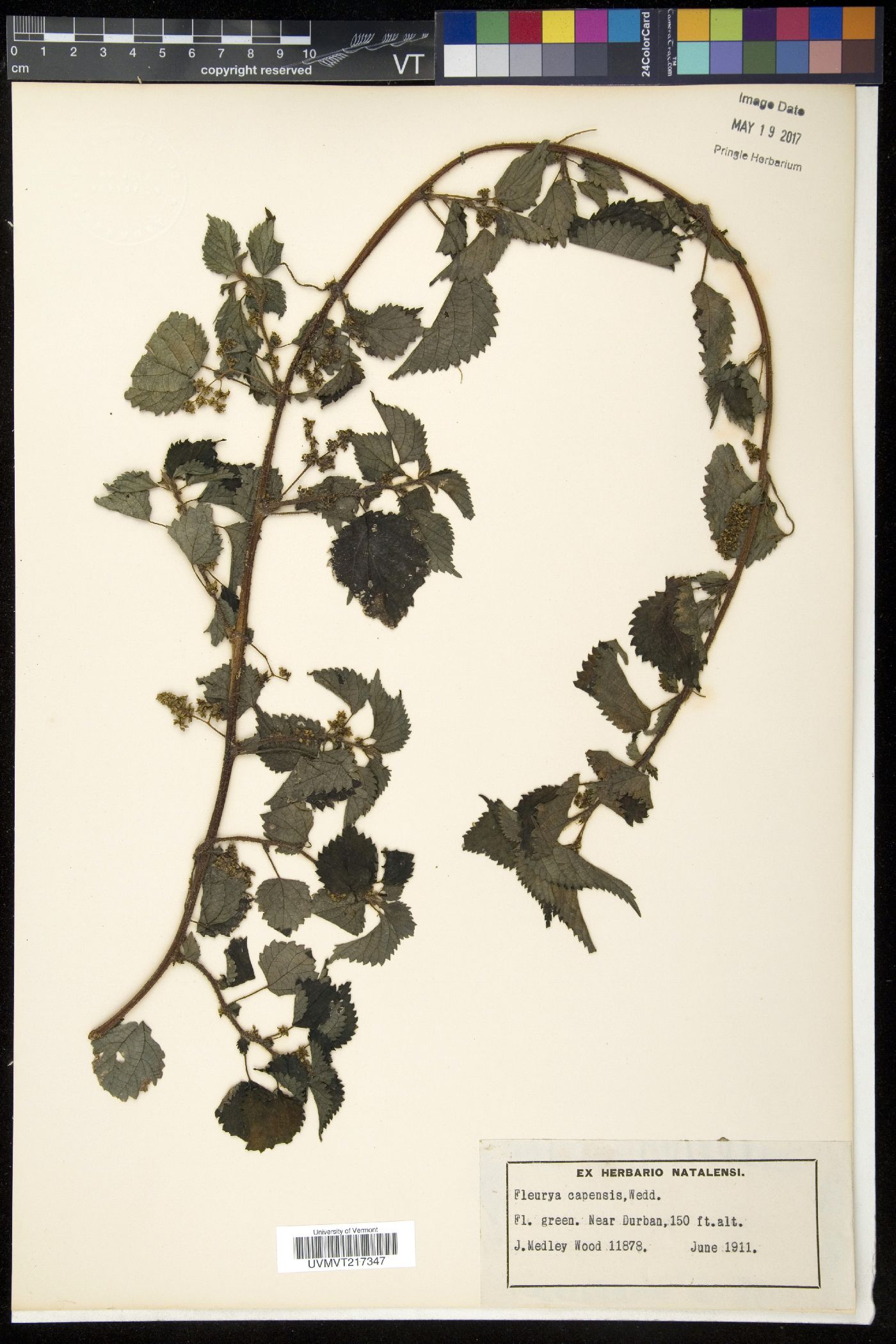Fleurya image