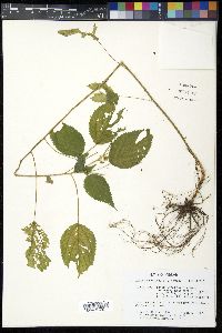 Laportea canadensis image