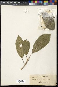 Dendrocnide stimulans image