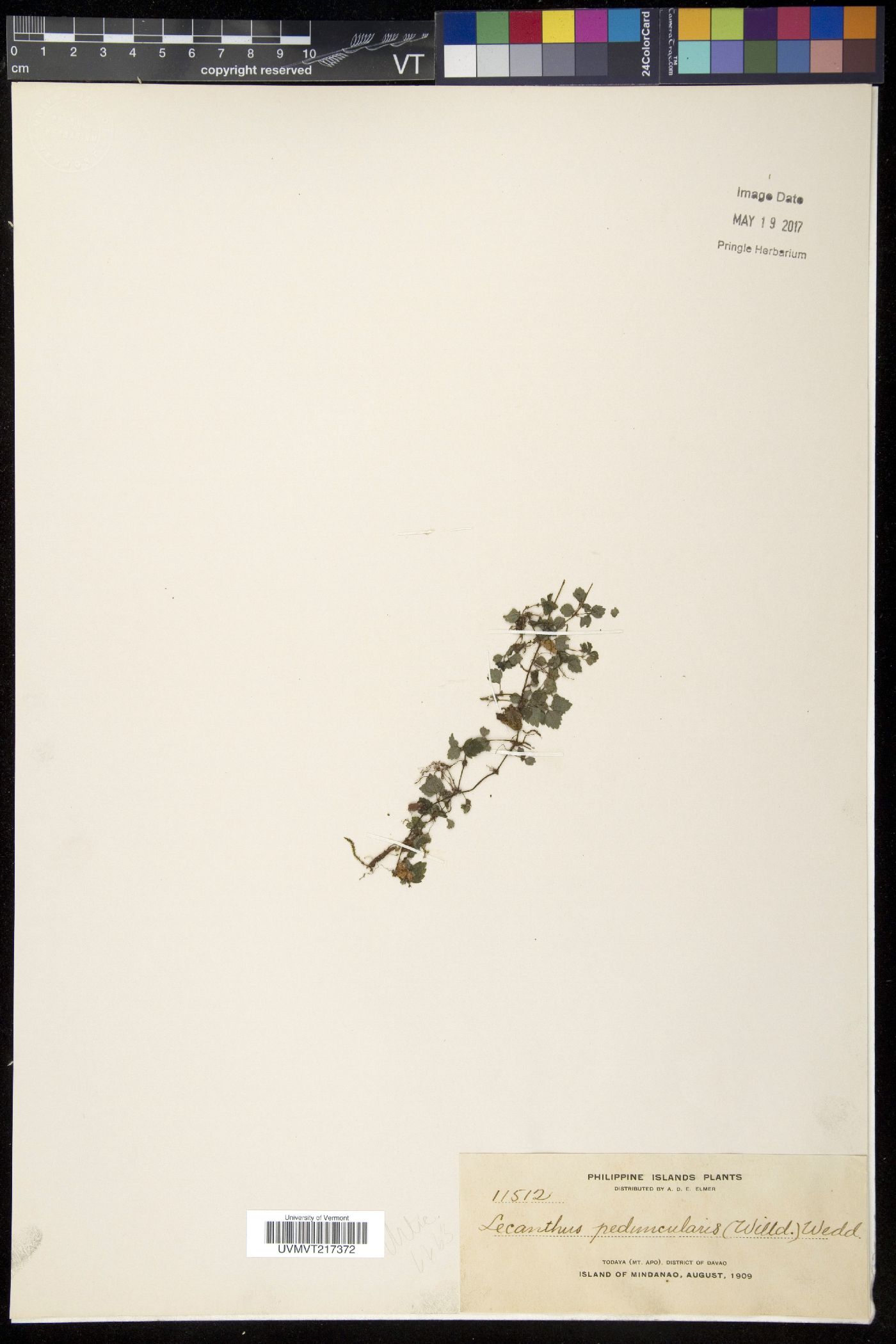 Lecanthus image