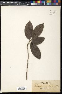 Leucosyke hispidissima image