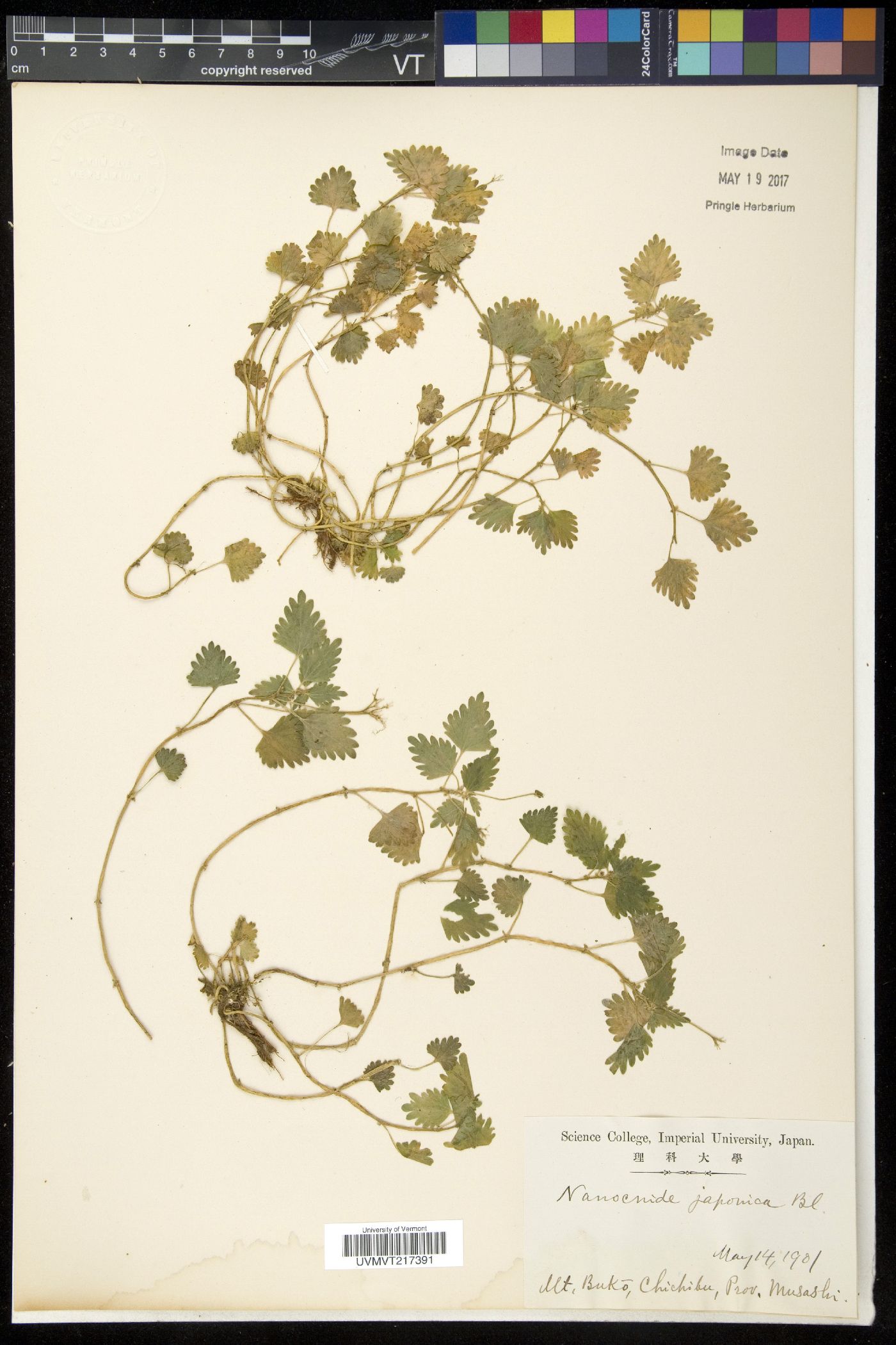 Nanocnide japonica image