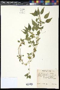 Parietaria praetermissa image