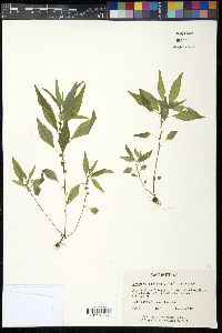 Parietaria pensylvanica image