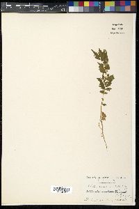 Elatostema umbellatum image