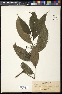 Elatostema mindanaense image