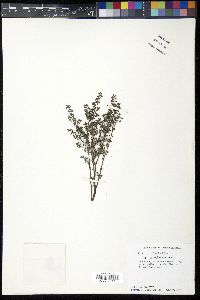 Pilea microphylla image