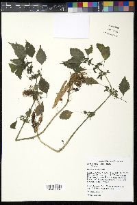 Pilea fontana image
