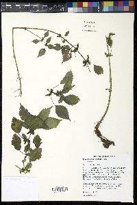 Pilea fontana image