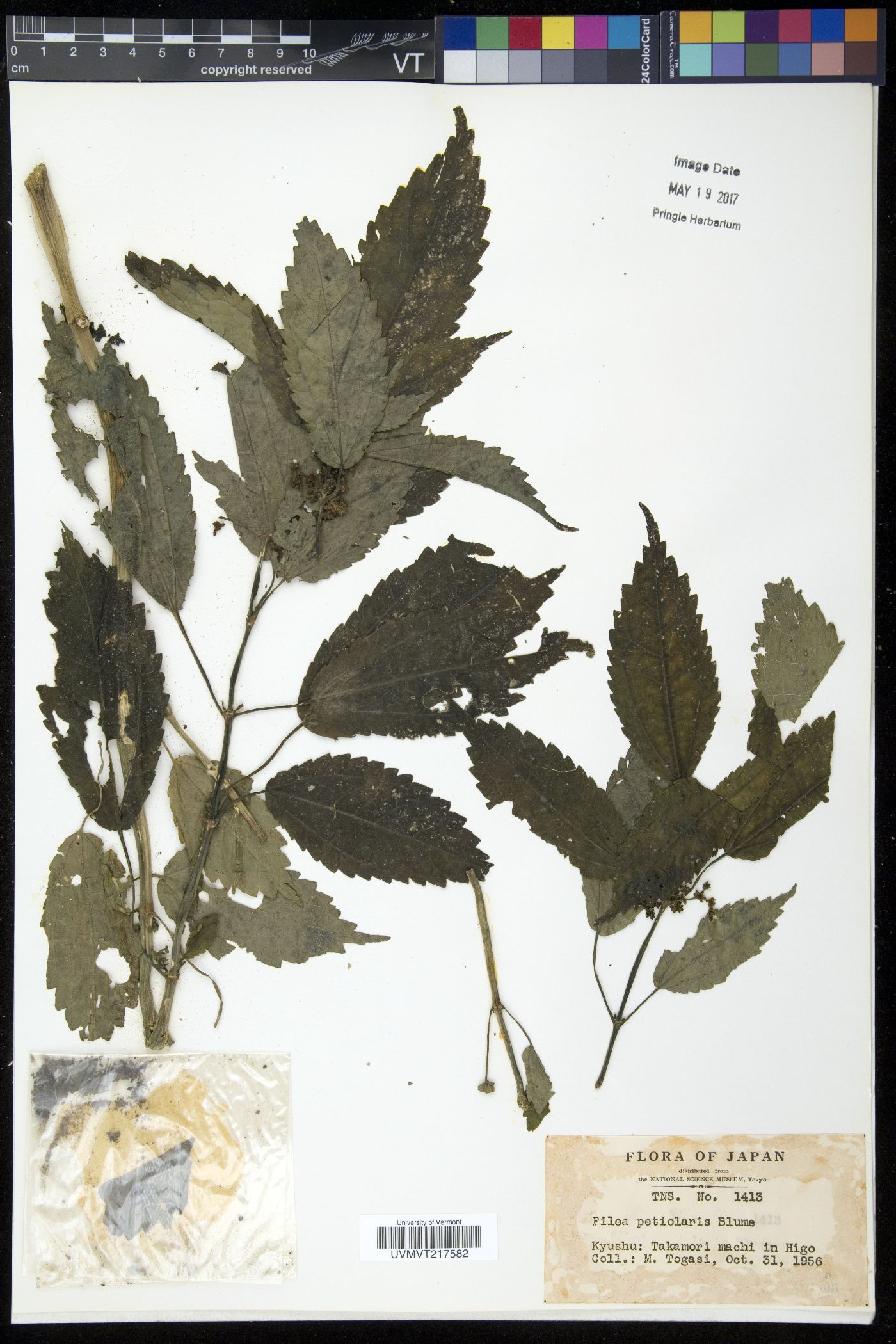 Pilea angulata subsp. petiolaris image