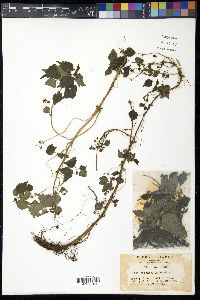 Pilea japonica image