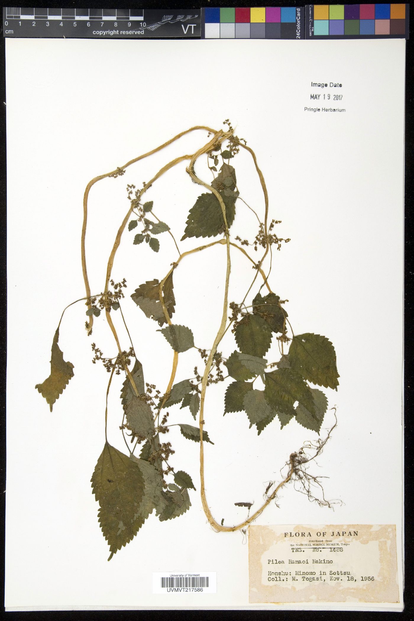 Pilea pumila var. hamaoi image