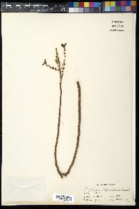 Nothocnide repanda image