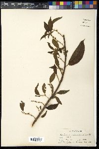 Nothocnide repanda image