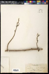 Nothocnide discolor image