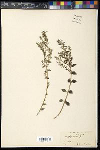 Pouzolzia zeylanica image