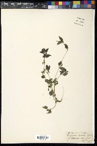 Pouzolzia zeylanica image