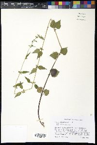 Urtica chamaedryoides image