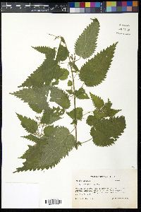 Urtica dioica image
