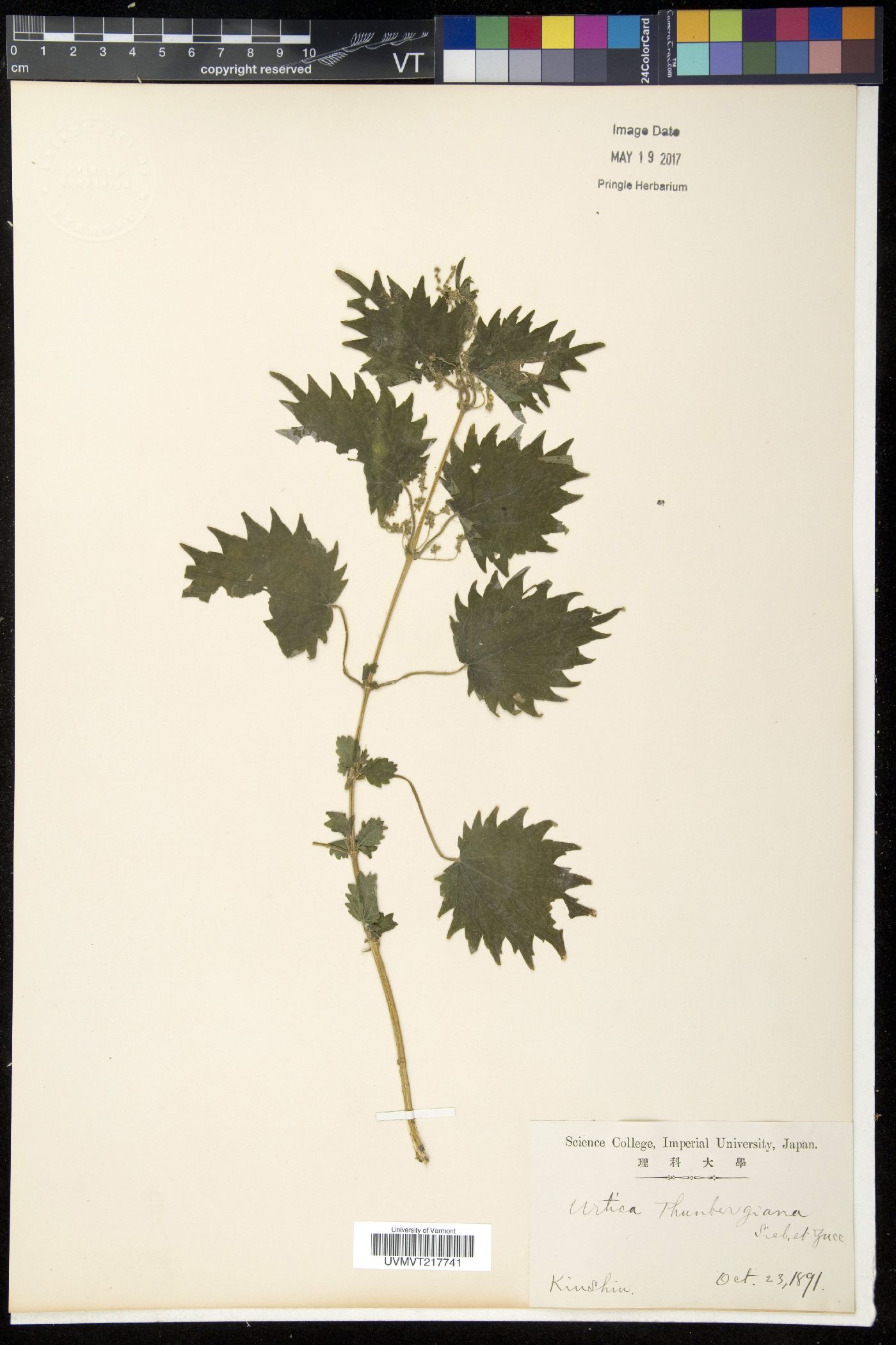 Urtica thunbergiana image