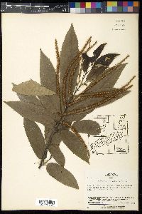 Castanea crenata image