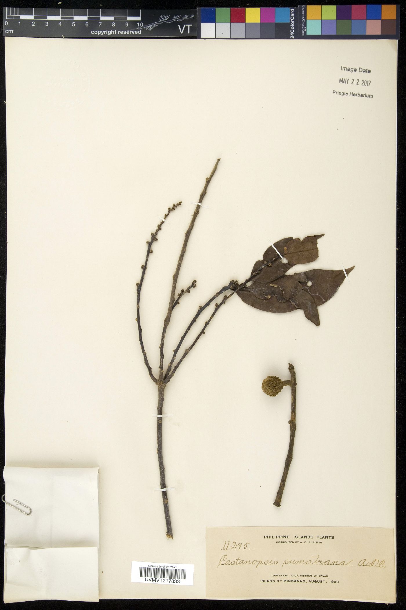 Castanopsis inermis image
