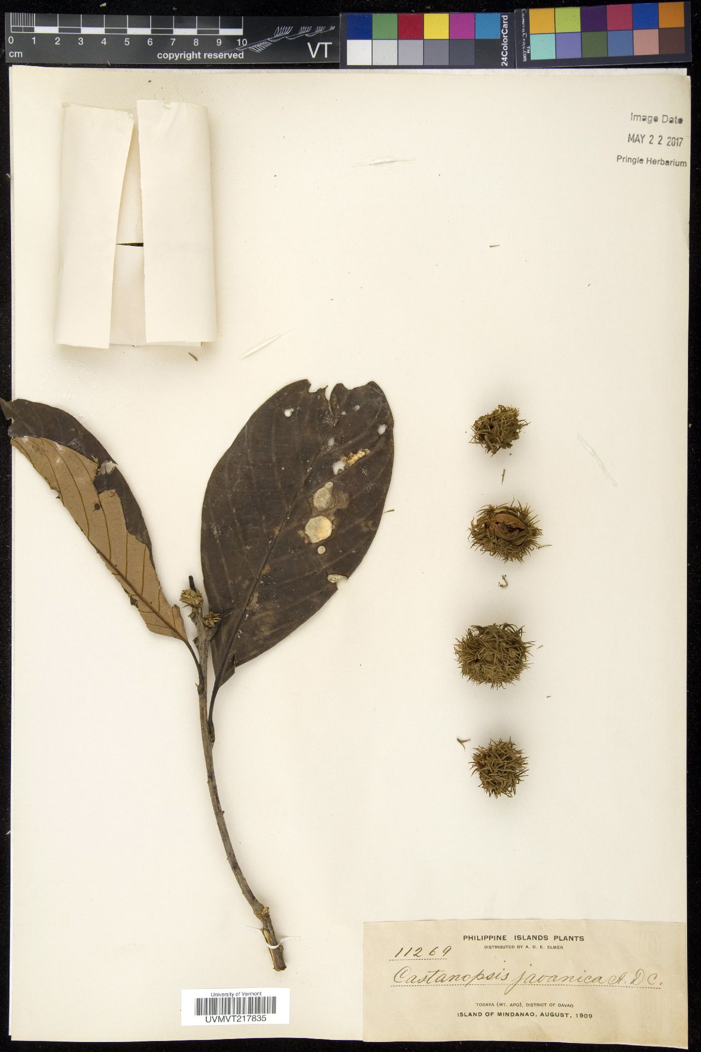 Castanopsis javanica image