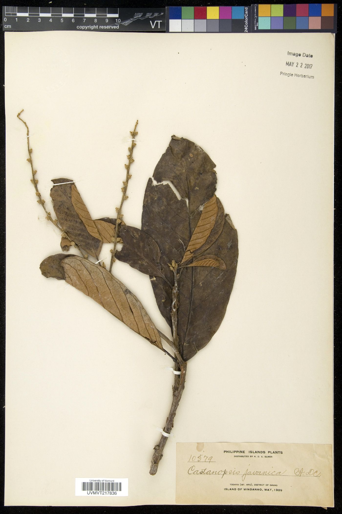 Castanopsis javanica image
