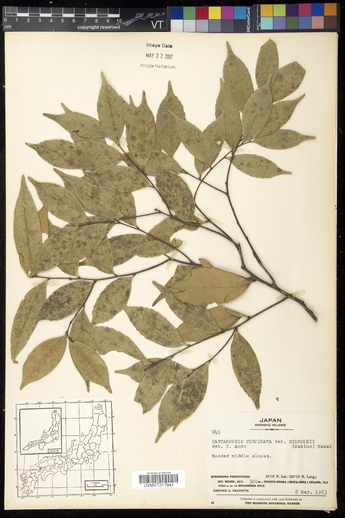 Castanopsis image