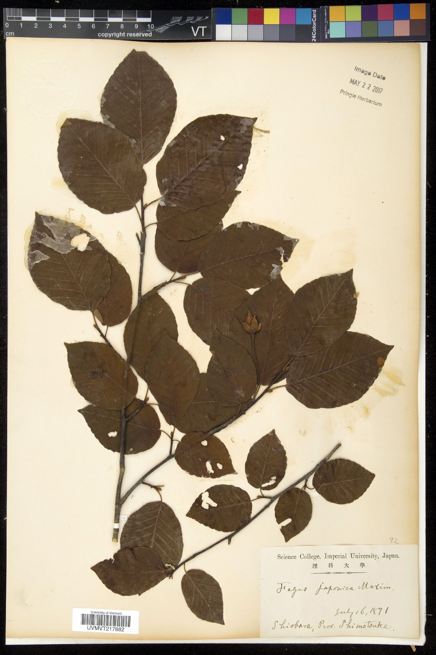 Fagus japonica image
