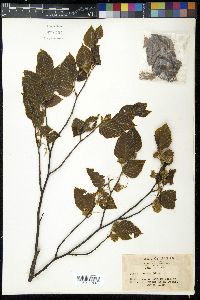 Fagus crenata image