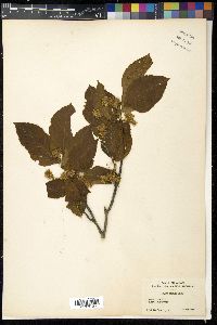 Fagus crenata image