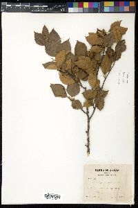 Fagus crenata image