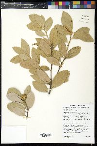 Lithocarpus densiflorus image