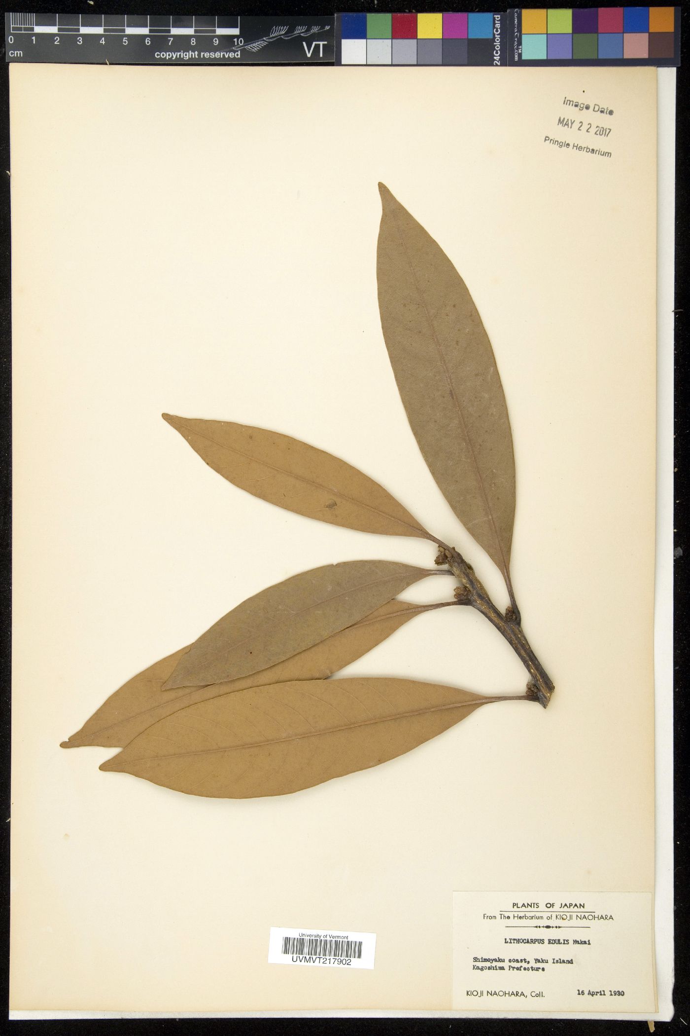 Lithocarpus edulis image