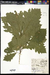 Quercus bicolor image