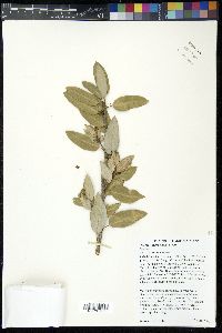 Quercus chrysolepis image