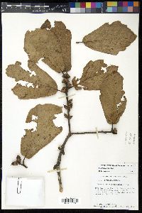 Quercus conzattii image