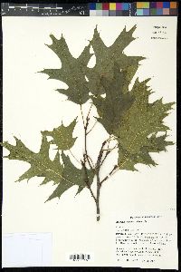 Quercus coccinea image