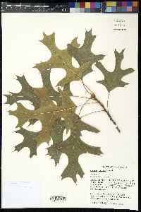 Quercus coccinea image