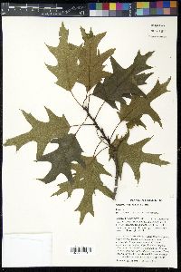 Quercus ellipsoidalis image