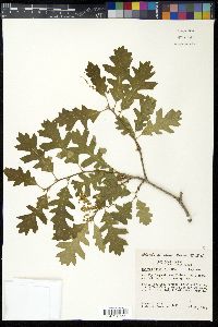 Quercus gambelii image