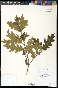 Quercus gambelii image
