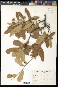 Quercus geminata image