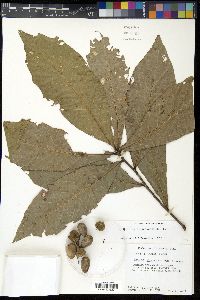 Quercus glaucescens image