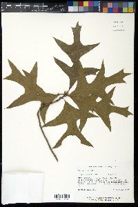 Quercus laevis image